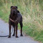 Dasha, our sweet Shar-Pei