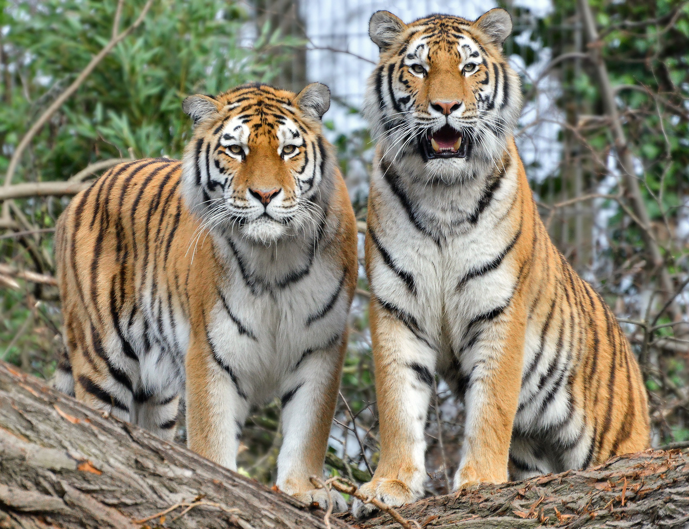 Dasha und Arila