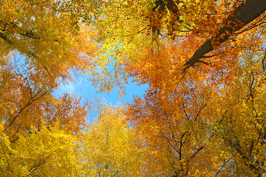 DAS_LOCH_IM_HERBST