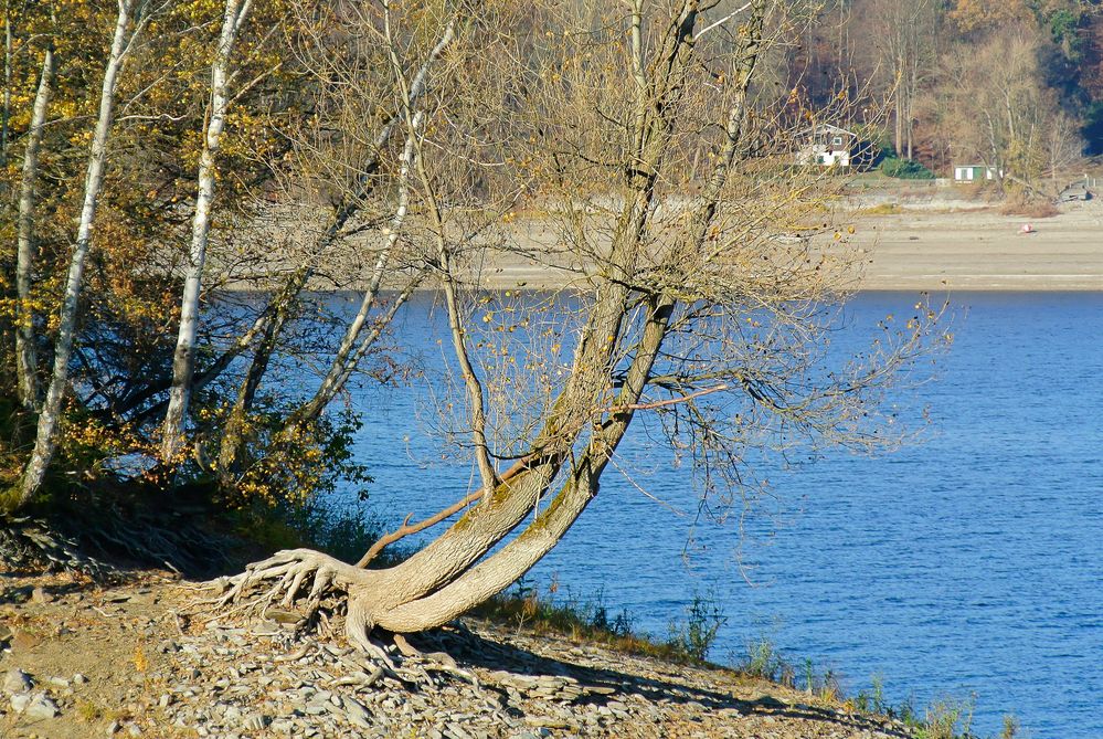 Dass dieser Baum (eine Weide?) überhaupt noch steht, grenzt an ein Wunder ...