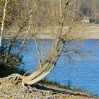 Dass dieser Baum (eine Weide?) überhaupt noch steht, grenzt an ein Wunder ...