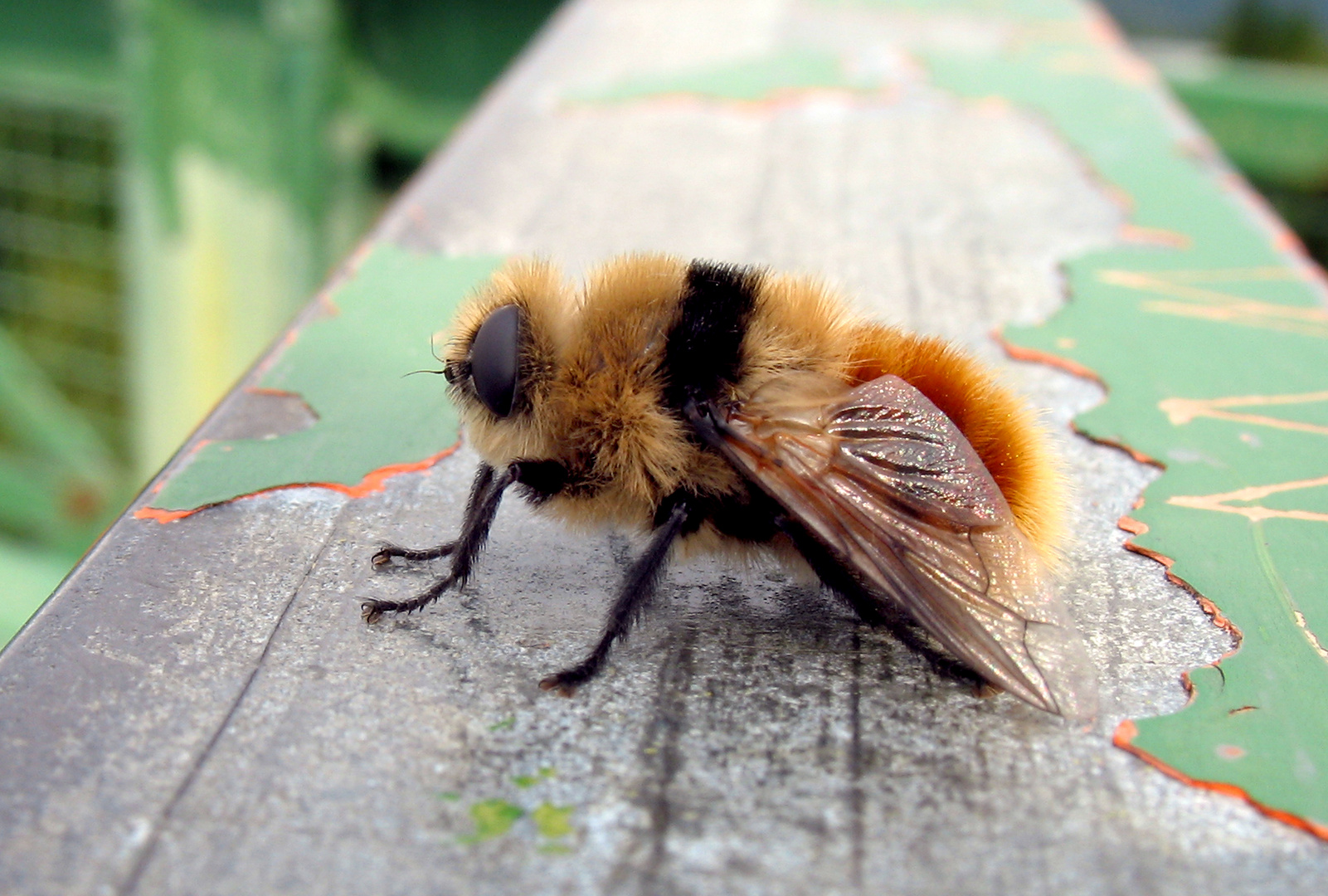 Dasselfliege, Reh Dasselfliege, Cephenemyia stimulator, Warble fly