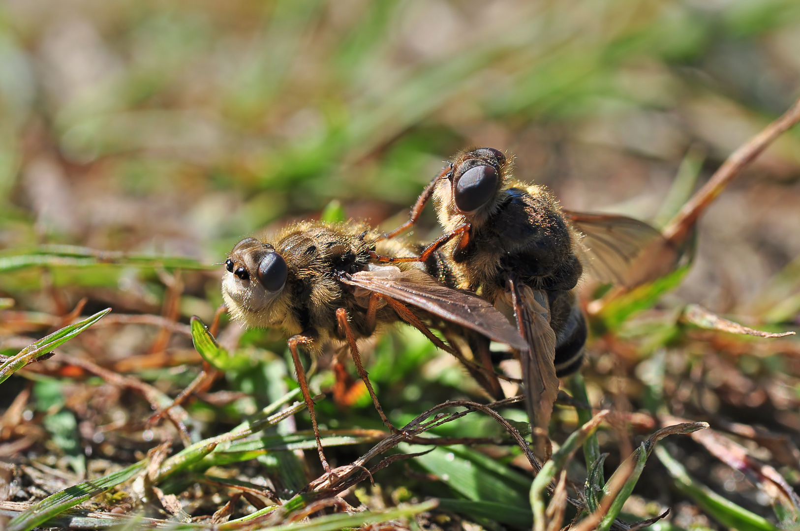 Dasselfliegen Pärchen