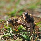 Dasselfliegen Pärchen