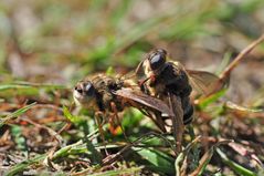 Dasselfliegen Pärchen