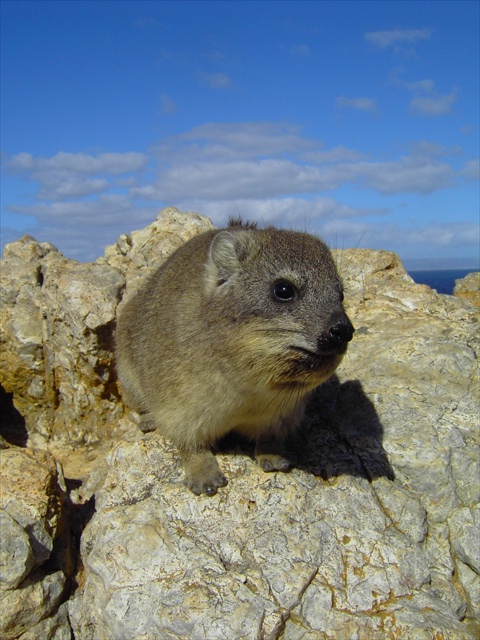 Dassie