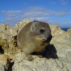 Dassie