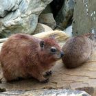 Dassie