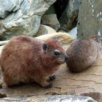 Dassie