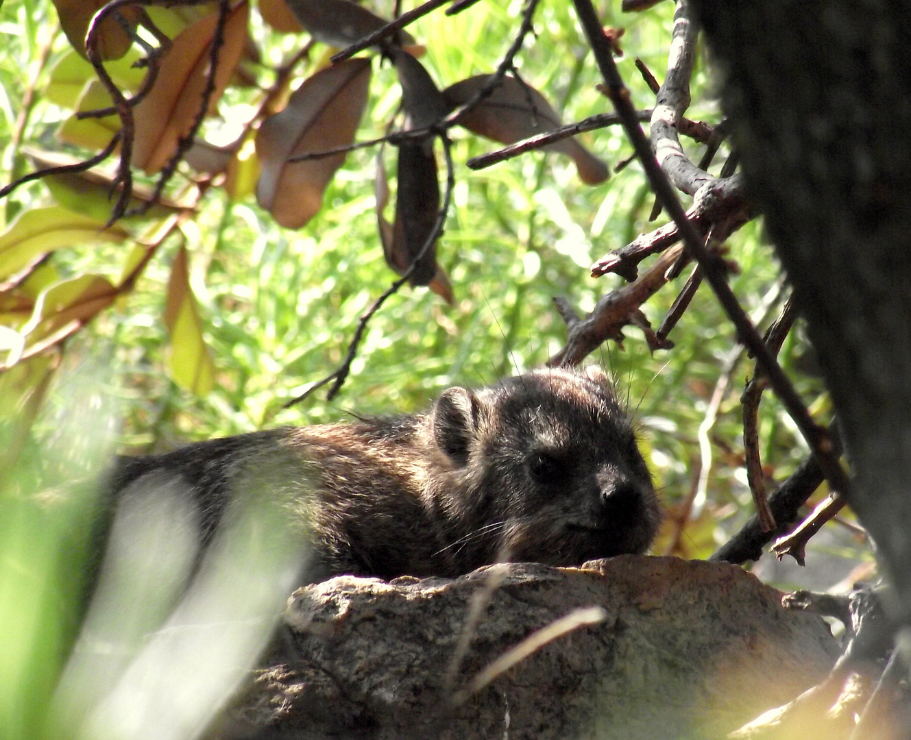 dassie