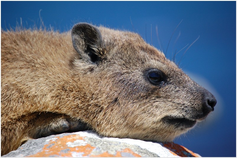 Dassie