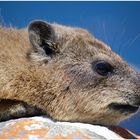 Dassie