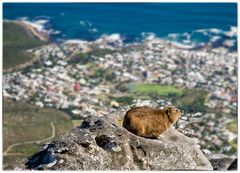 Dassie