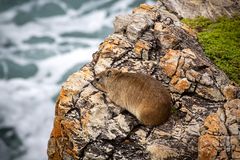 Dassie ~ De Kelders ~