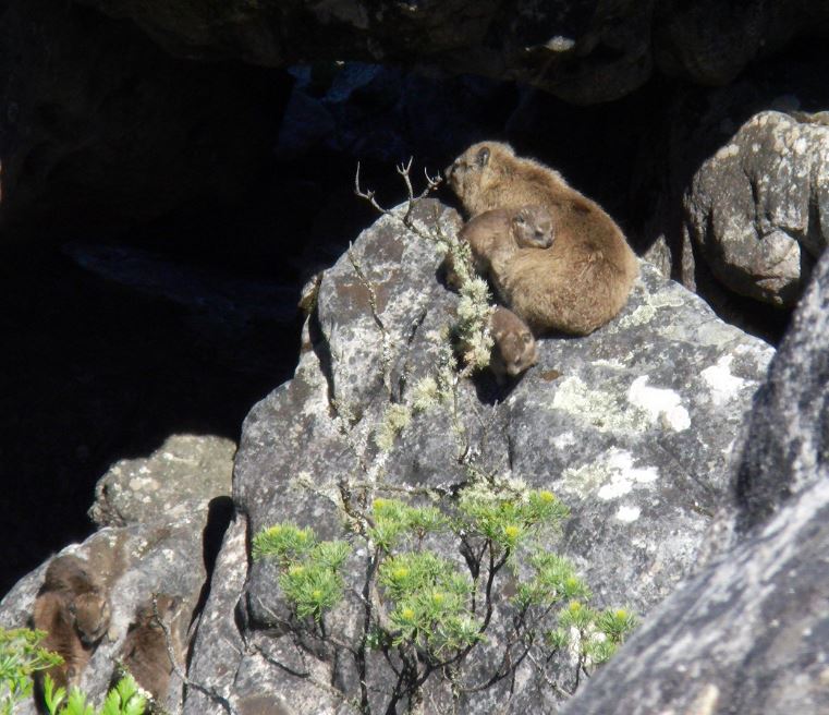 Dassie Familie