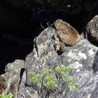 Dassie Familie