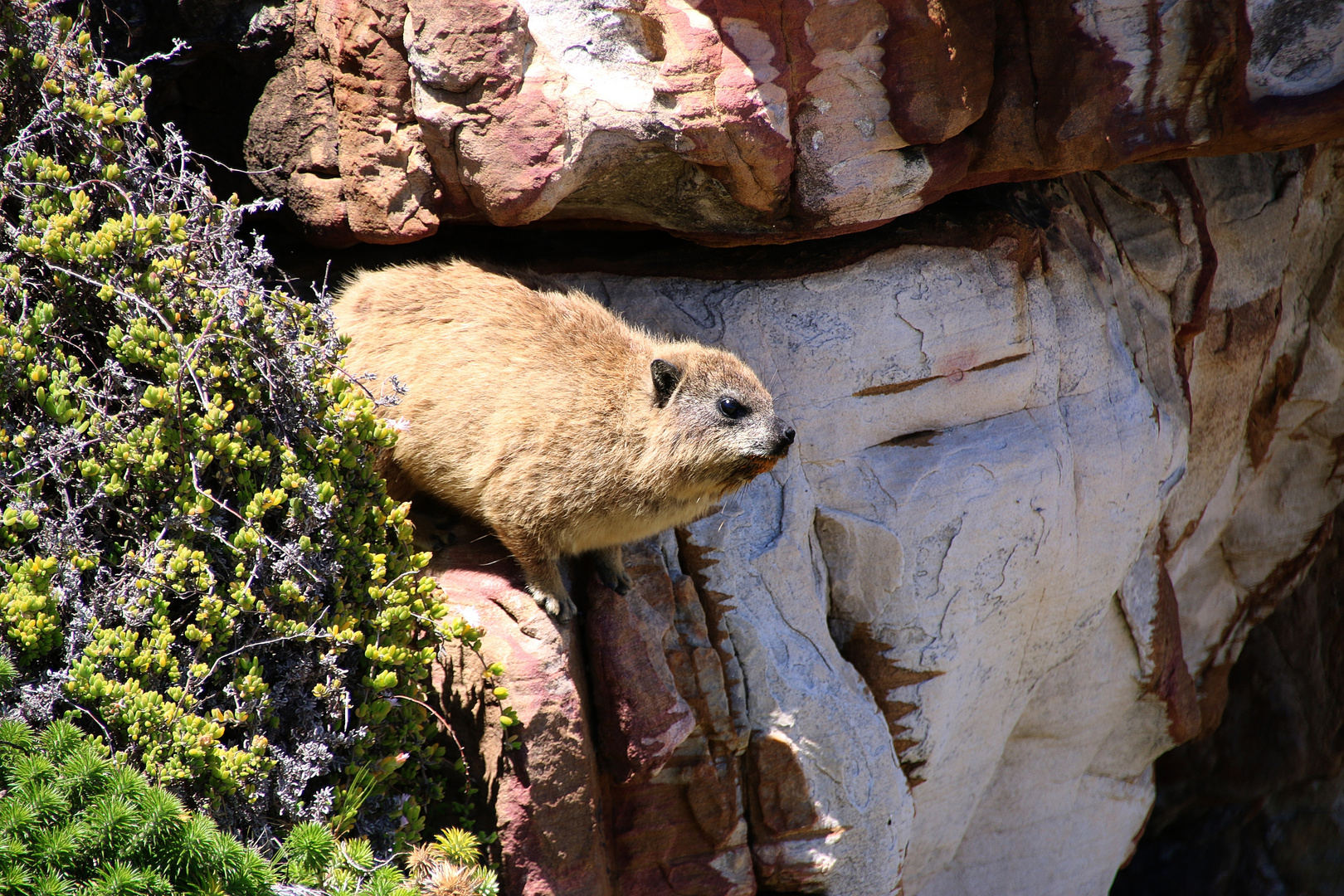 Dassie