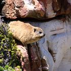 Dassie