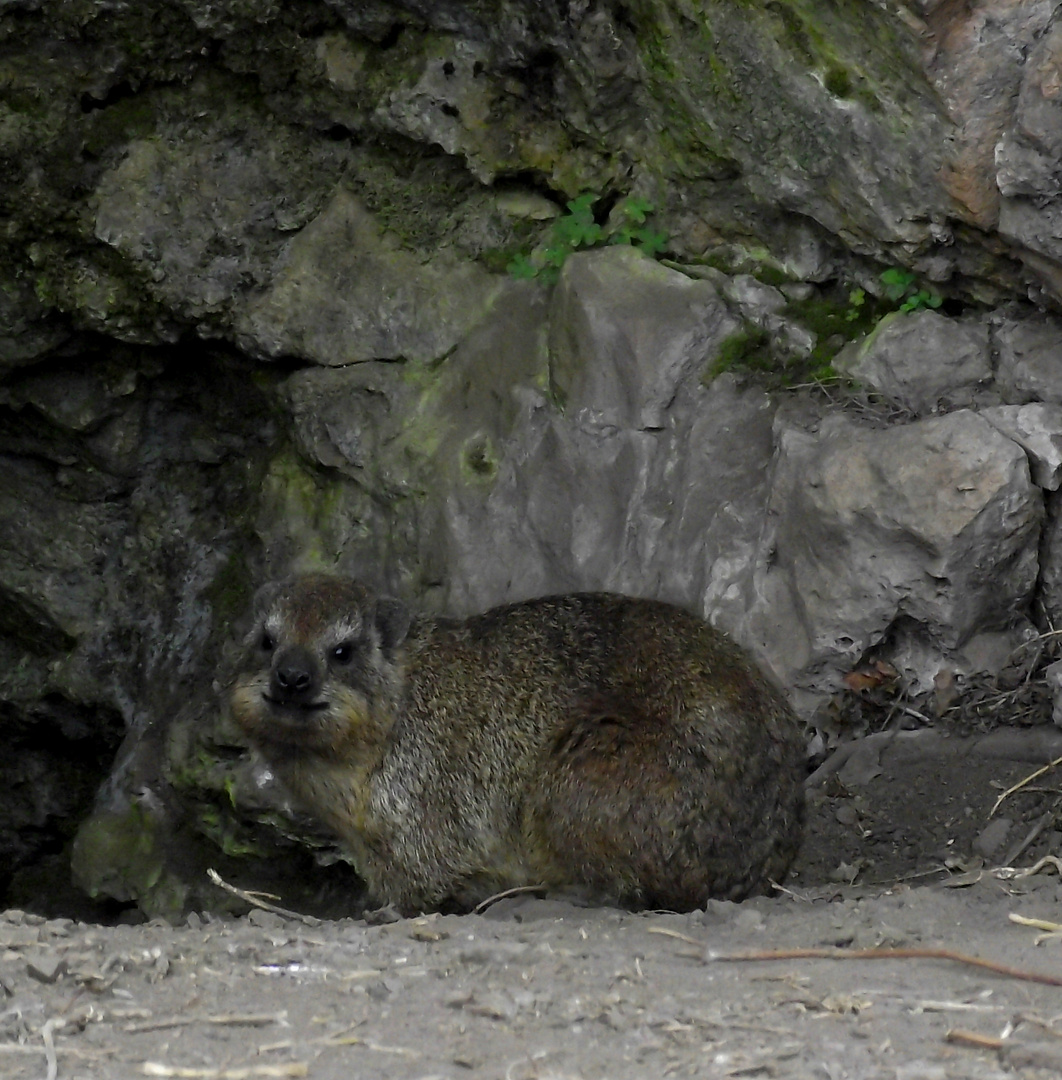 dassie groenkloof