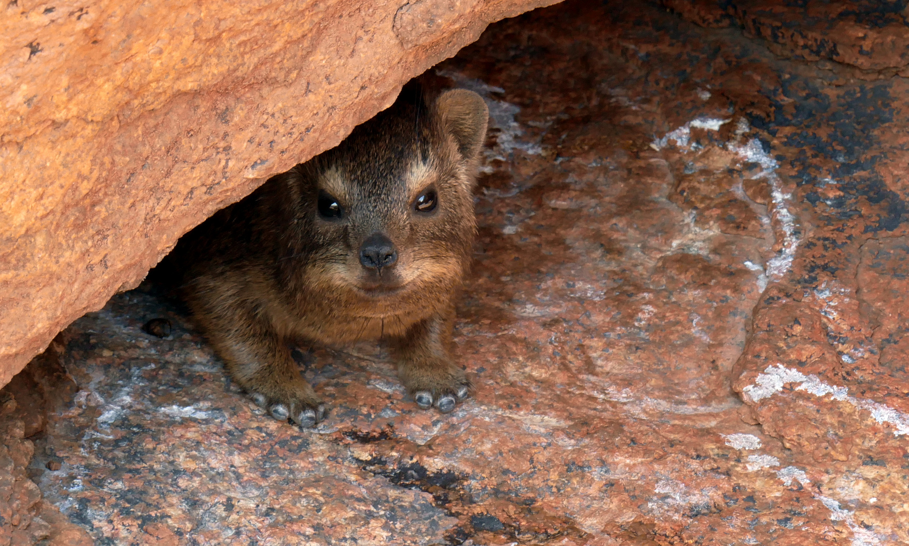 Dassie im südlichen Namibia