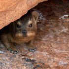 Dassie im südlichen Namibia