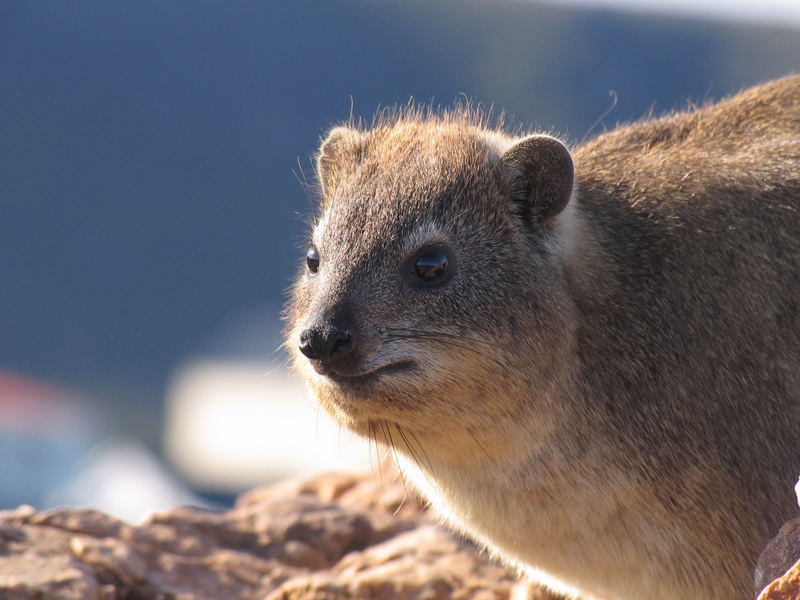 Dassie in Hermanus