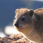 Dassie in Hermanus