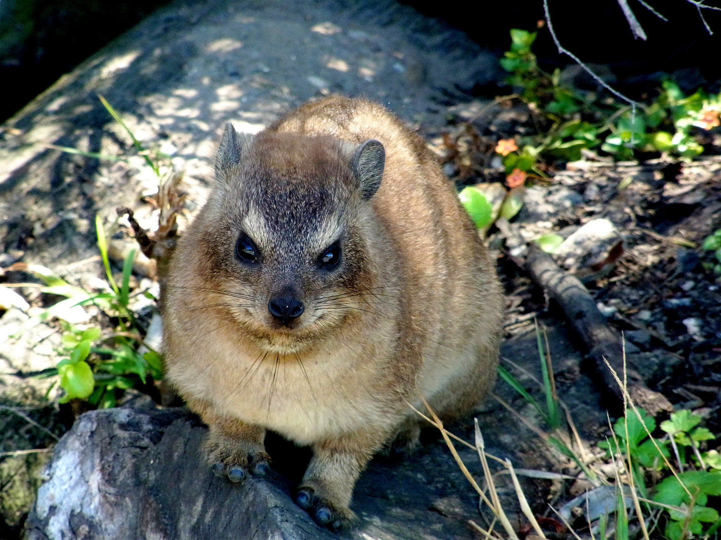 Dassie / Klippschliefer