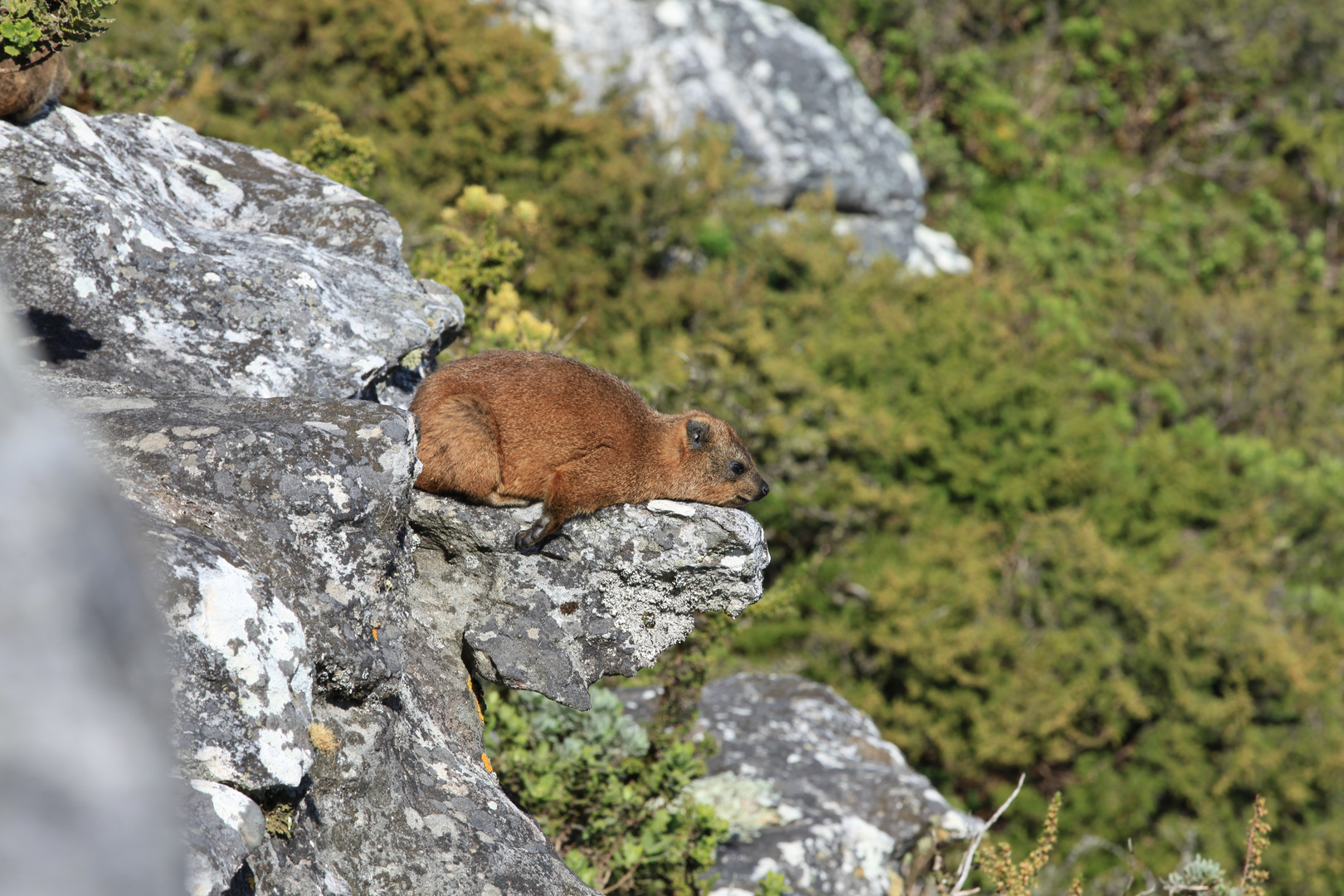 DASSIE LOUNGE AUF DEM TAFELBERG