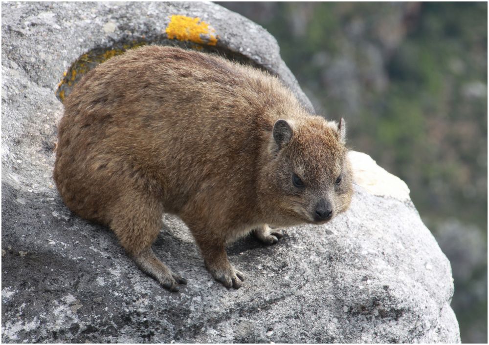  Dassie oder Klippschliefer