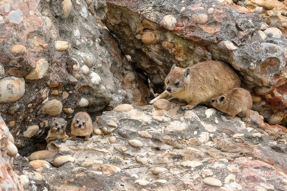 Dassiefamilie