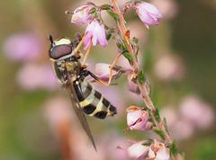 Dasysyrphus tricinctus