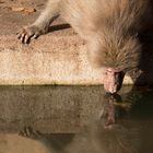 dat Wasser von Kölle ist jut