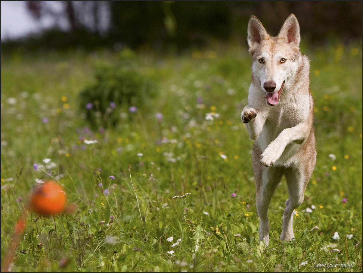 dat wölfchen und ihr ball