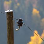 Datentransport auf der Alp....