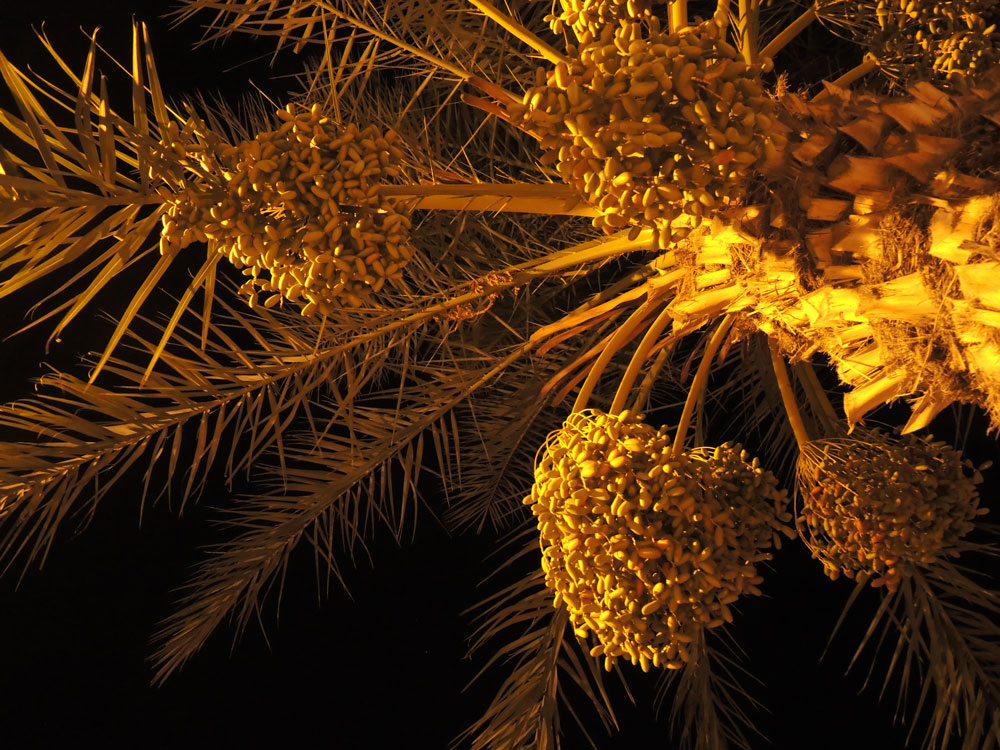 dates fruits at night