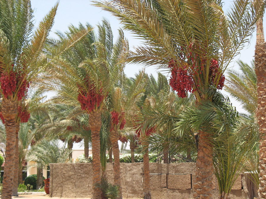 Dattel-Palmen in Ägypten
