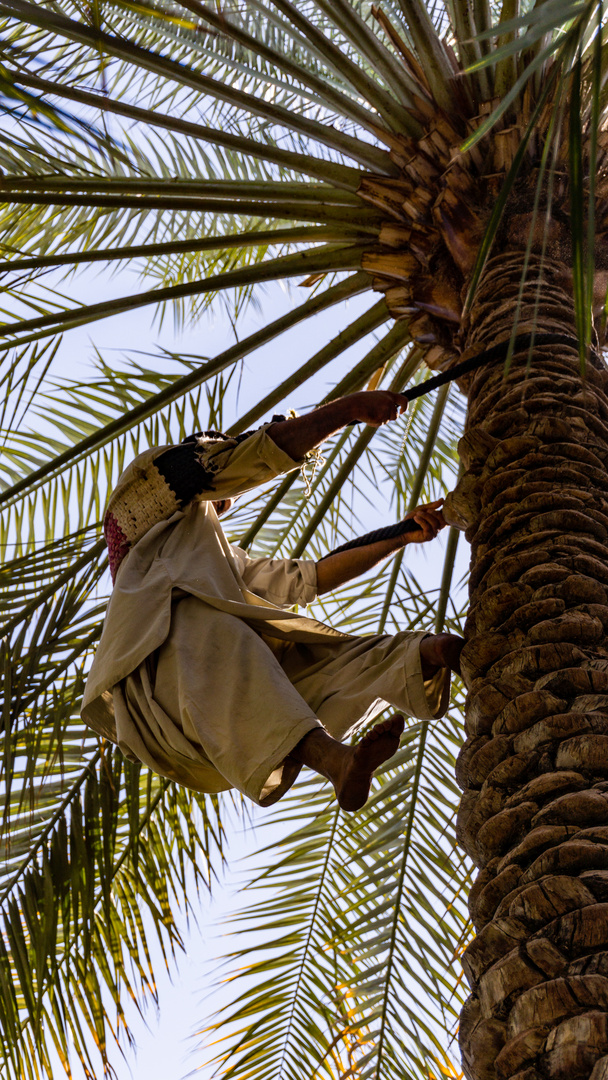 Dattel-Pflücker im Oman