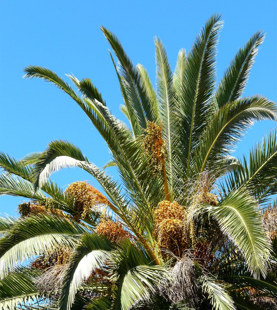 Dattelpalme - Detail