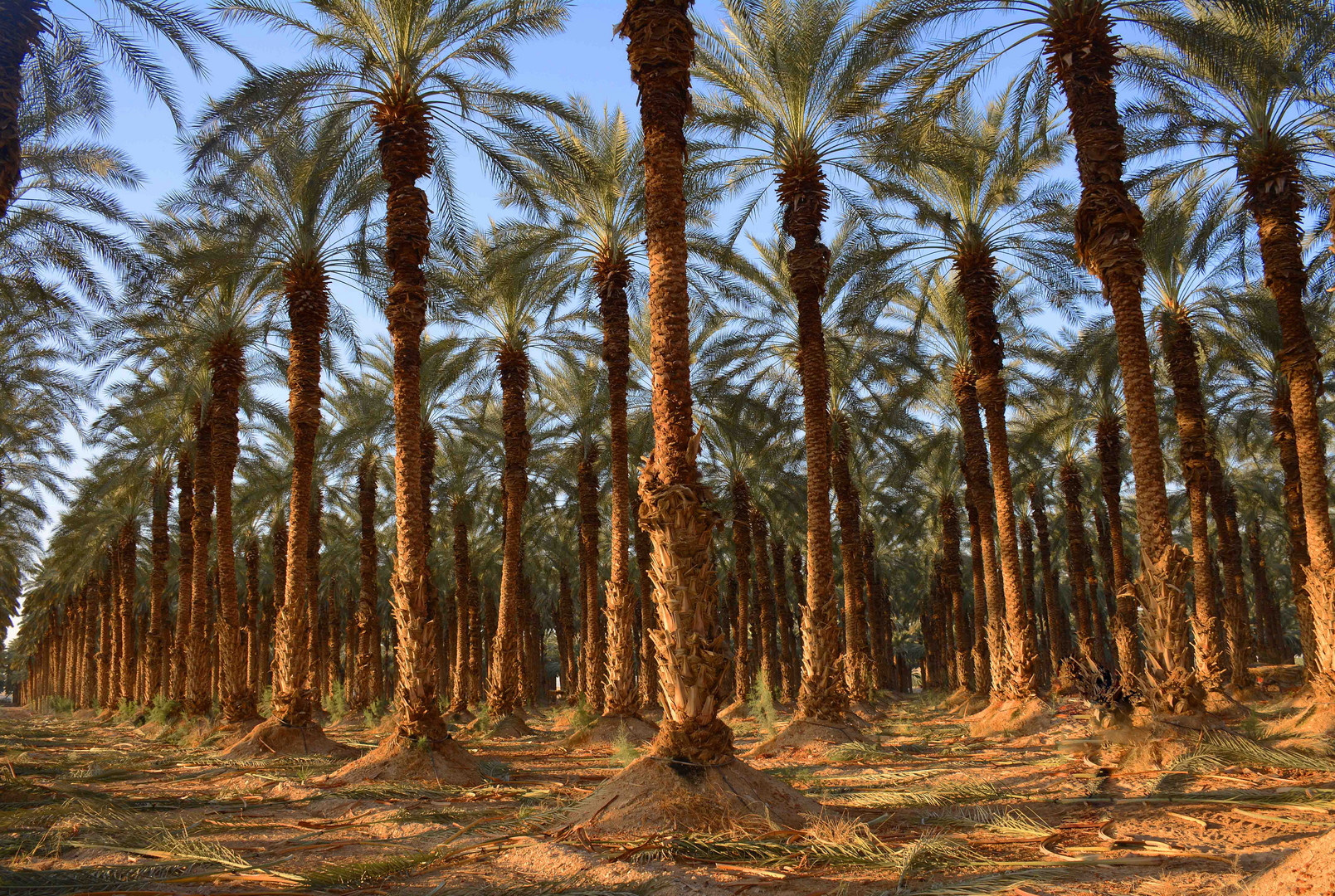 Dattelpalmenplantage bis zum Horizont in der judäischen Wüste in Israel