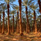 Dattelpalmenplantage bis zum Horizont in der judäischen Wüste in Israel
