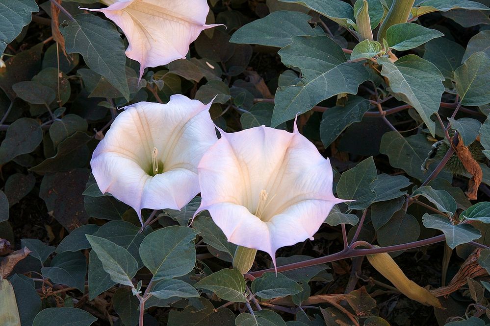 datura