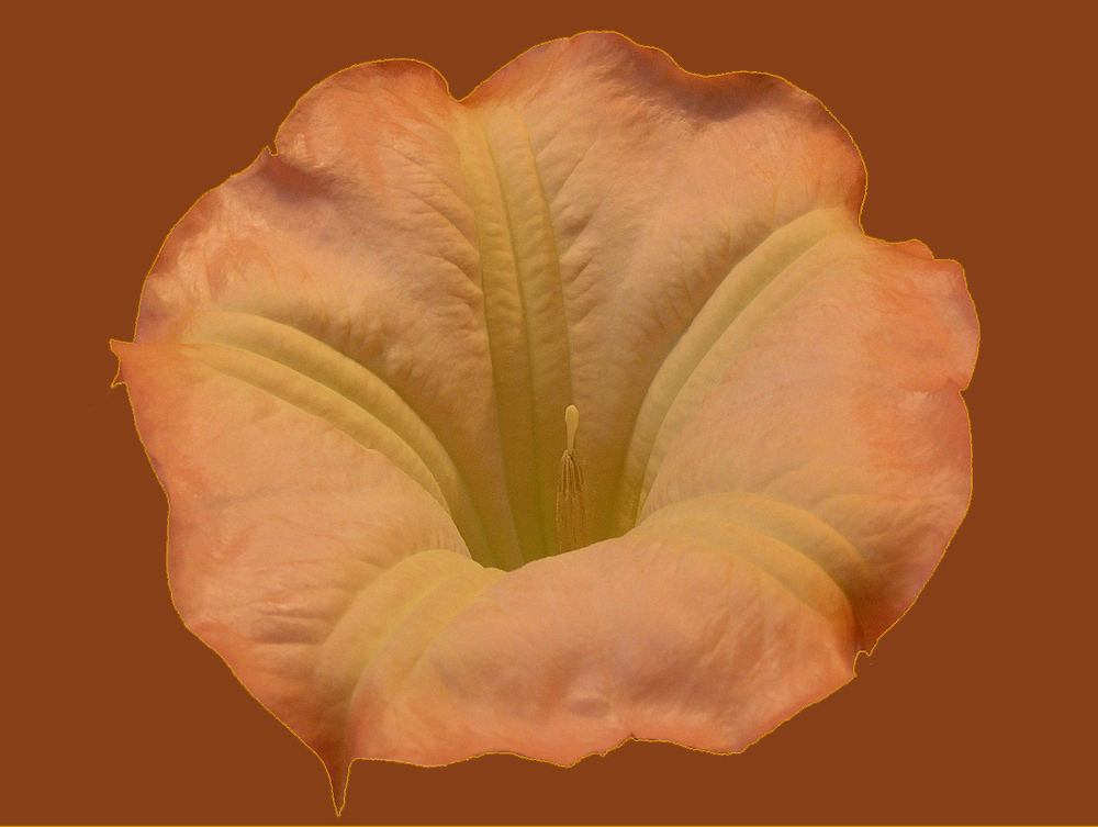 Datura 2