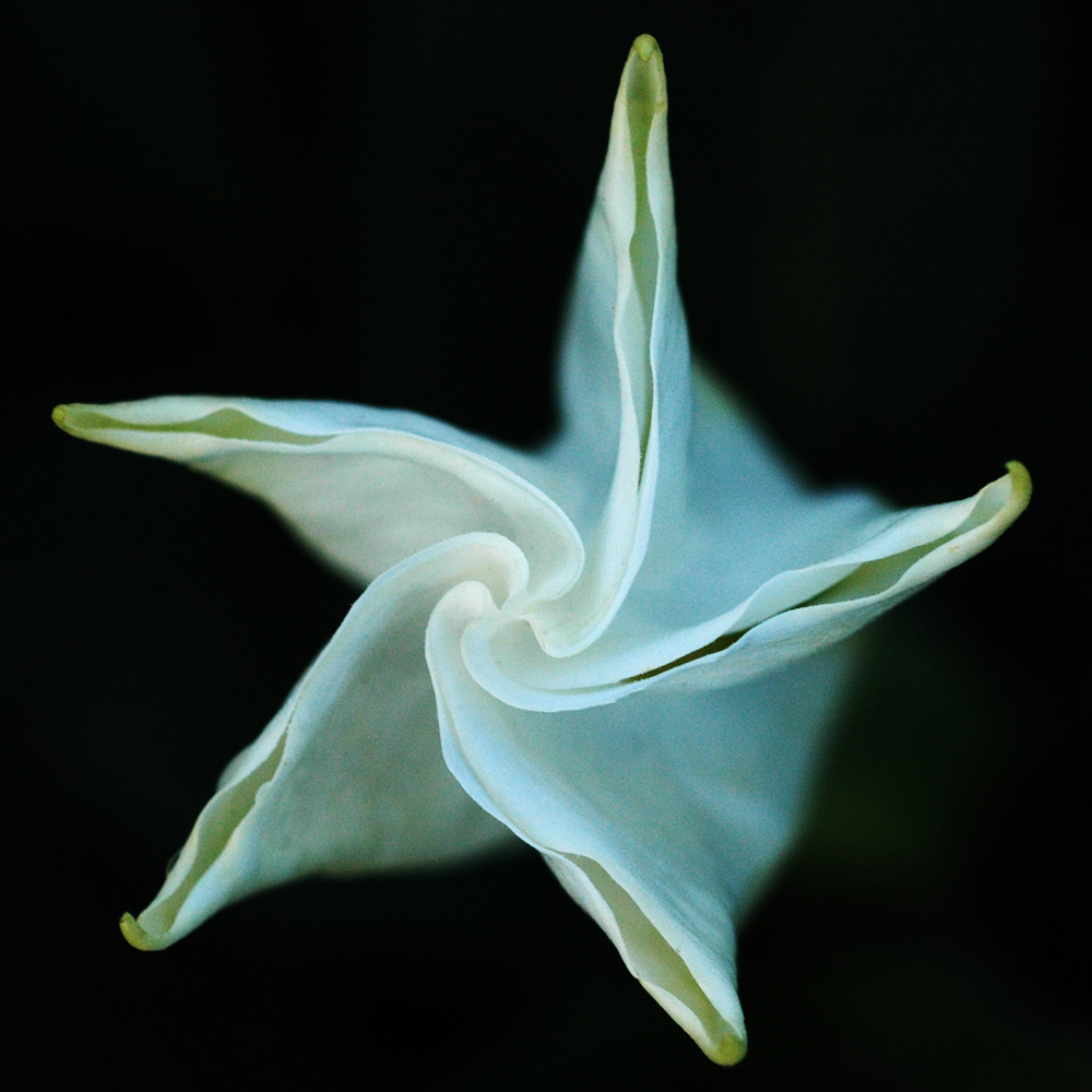 Datura