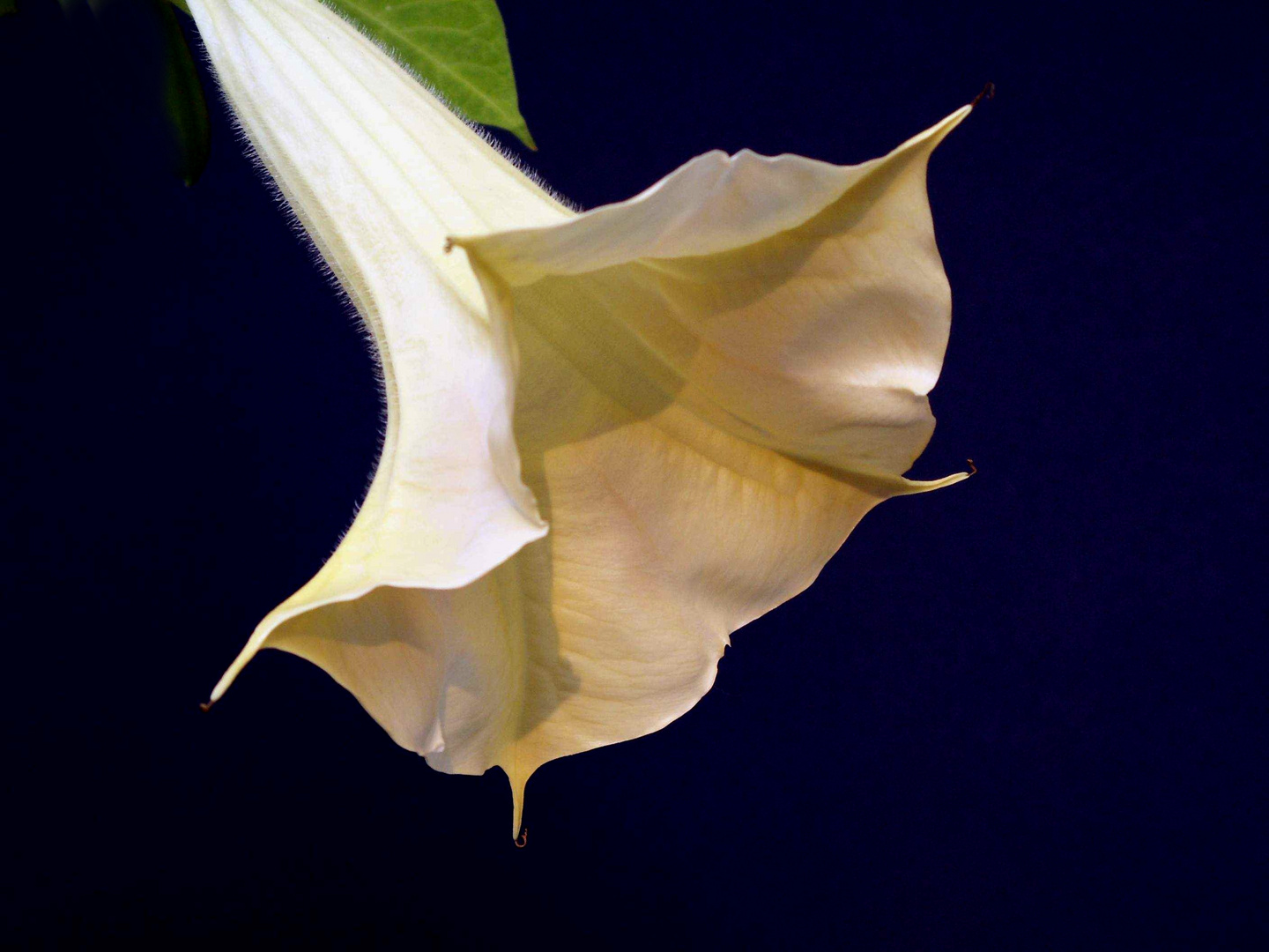 Datura