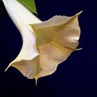 Datura