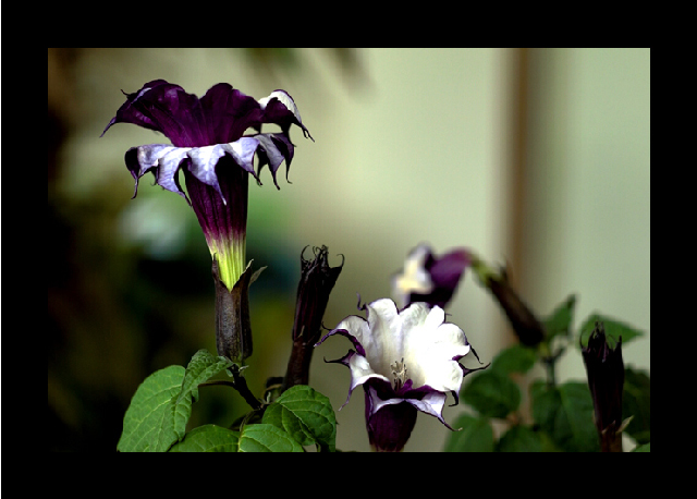 Datura