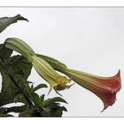 Datura