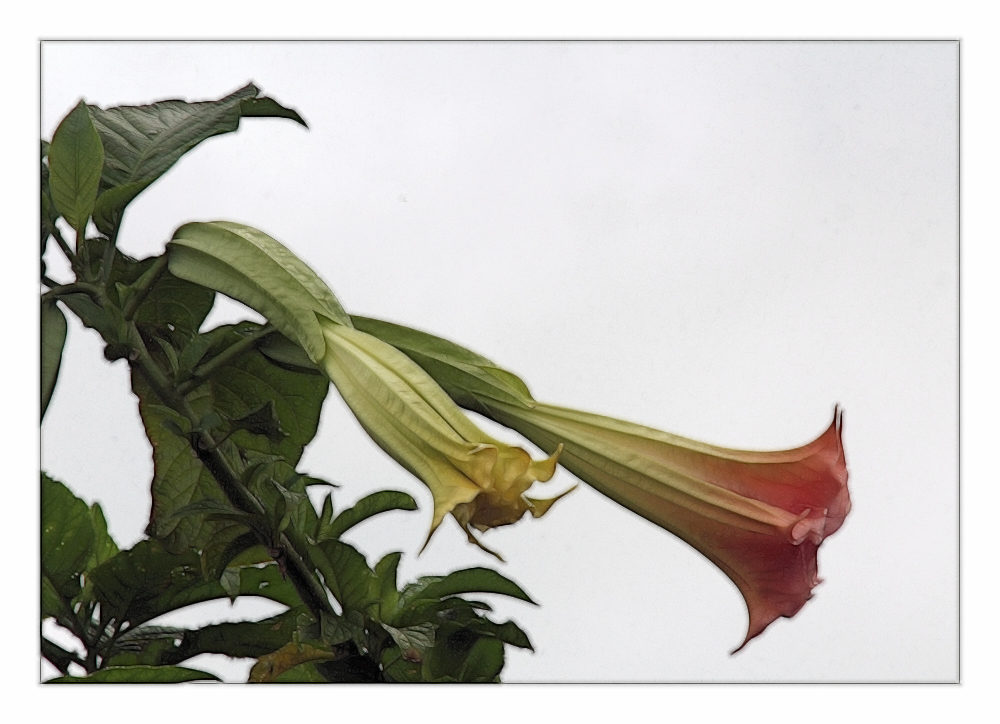 Datura