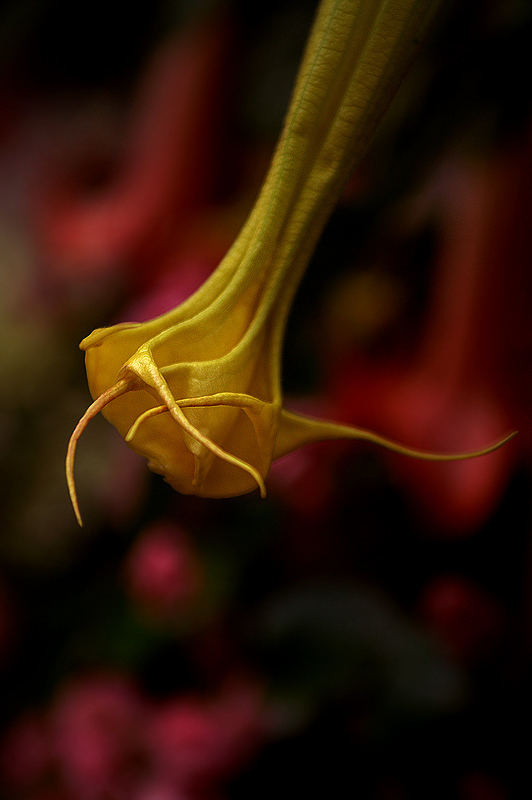 Datura